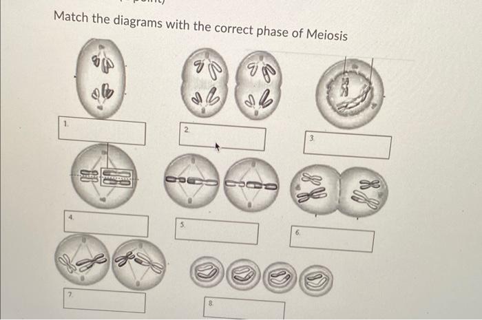Solved Match the diagrams with the correct phase of Meiosis | Chegg.com
