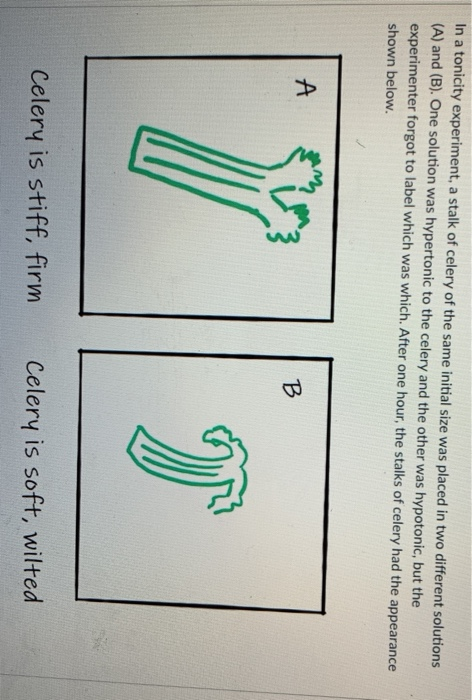 Solved In A Tonicity Experiment, A Stalk Of Celery Of The | Chegg.com