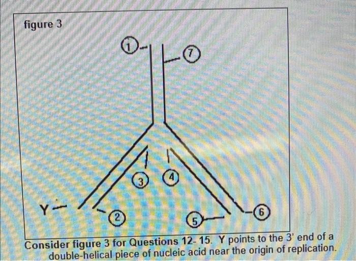 Solved 1. Which Is The Lagging Strand? 1-Y 2-34-56-72. Which | Chegg.com