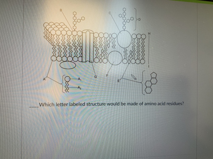 Solved B ၀၀၀၀ H F G A Which letter labeled structure would | Chegg.com
