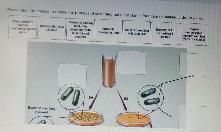 Solved please label the images to review the process of | Chegg.com