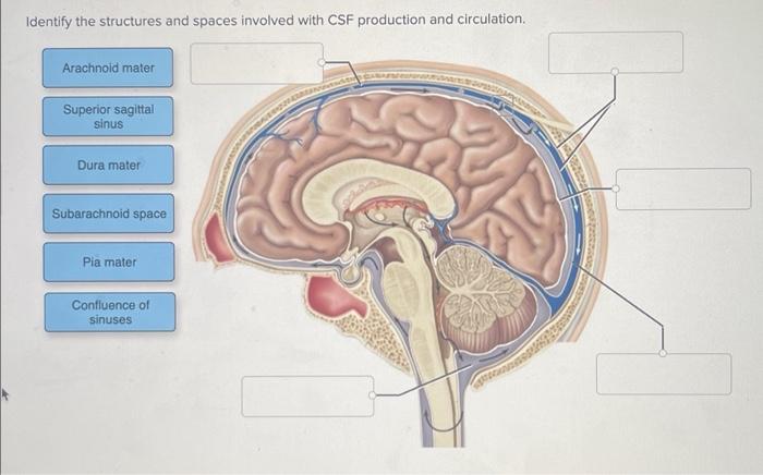 Solved Identify The Structures And Spaces Involved With Csf Chegg Com