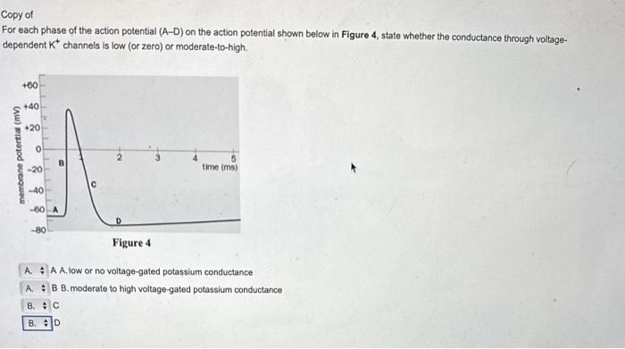 Solved For each phase of the action potential (A−D) on the | Chegg.com