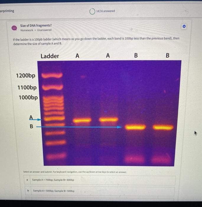 Solved DNA Ladder Homework Unswered What is purpose of using | Chegg.com