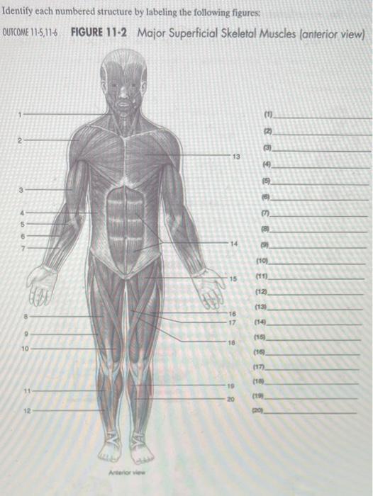 Solved Identify each numbered structure by labeling the | Chegg.com