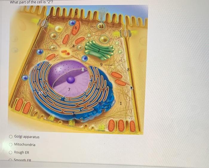 What part of the cell is 2? M 7 toon OIO Golgi apparatus Mitochondria Rough ER Smooth ER
