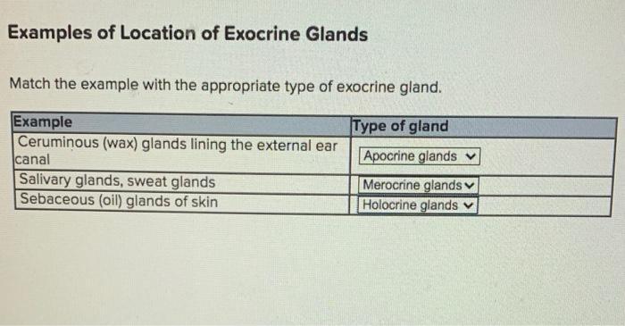 Solved Examples Of Location Of Exocrine Glands Match The Chegg Com