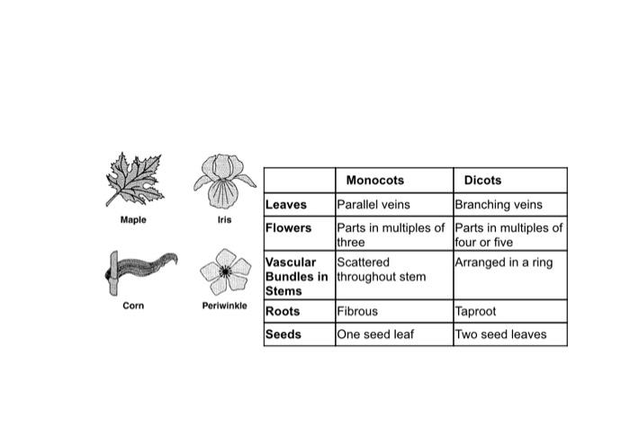 Solved \begin{tabular}{|l|l|l|} \hline & Monocots & Dicots | Chegg.com