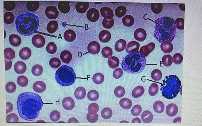 identify each cell labeled | Chegg.com