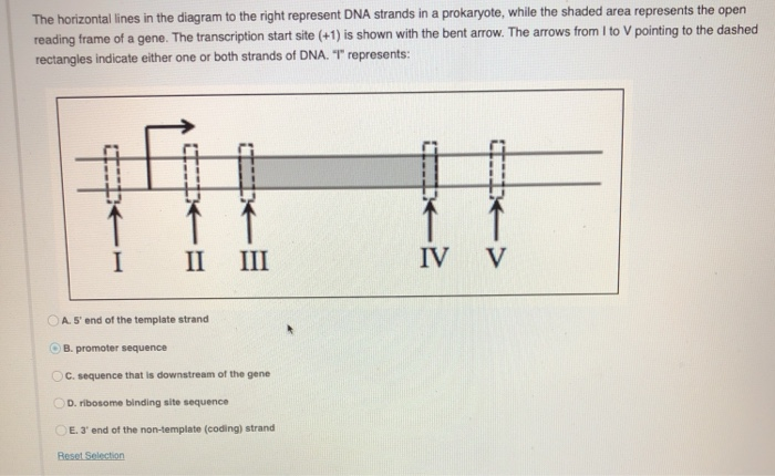 the horizontal lines in the diagram to