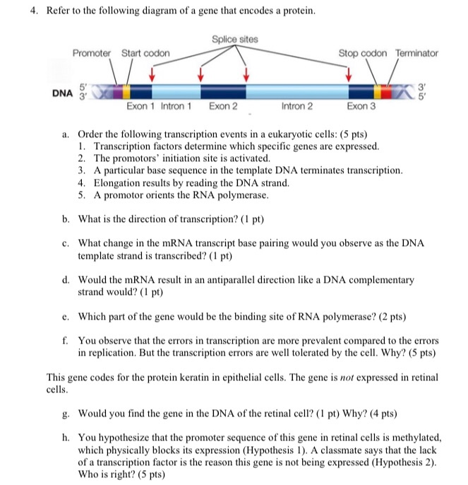 Solved 4. Refer to the following diagram of a gene that | Chegg.com