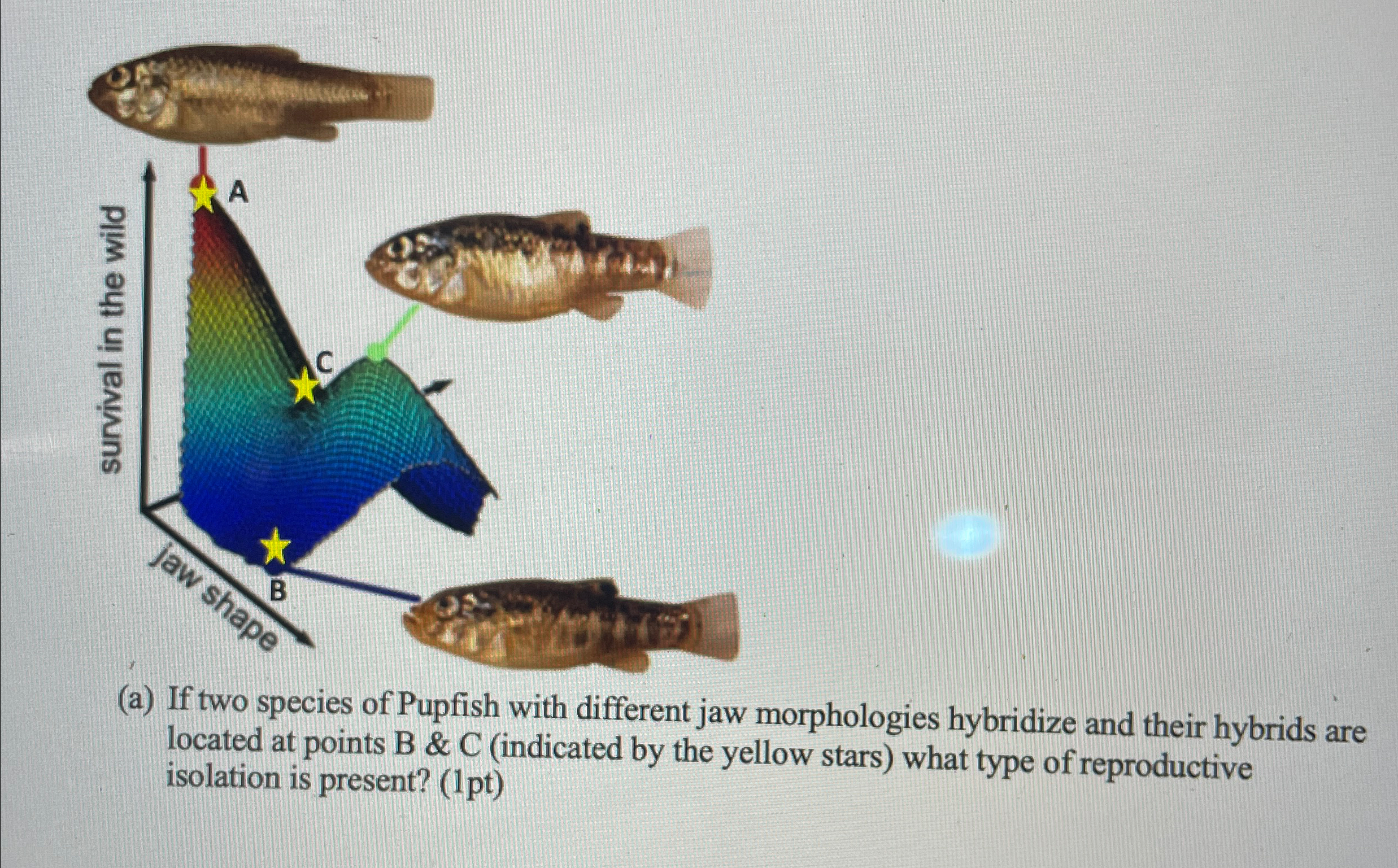 Solved (a) ﻿If two species of Pupfish with different jaw | Chegg.com