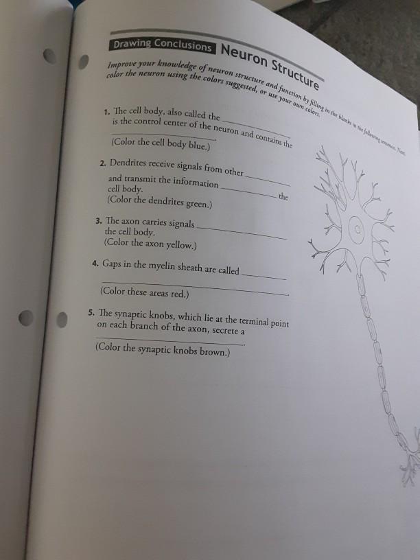 Solved Drawing Conclusions Neuron Structure Improve your