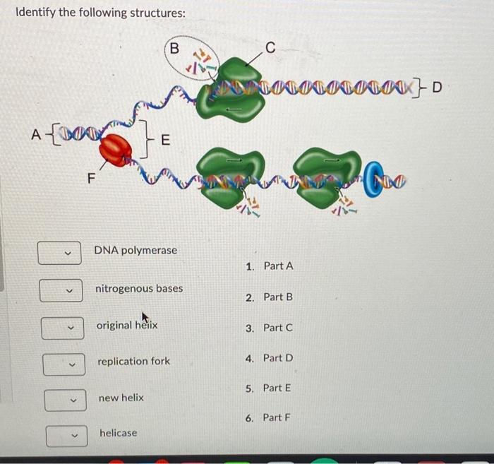 Solved Identify The Following Structures: B С EN | Chegg.com