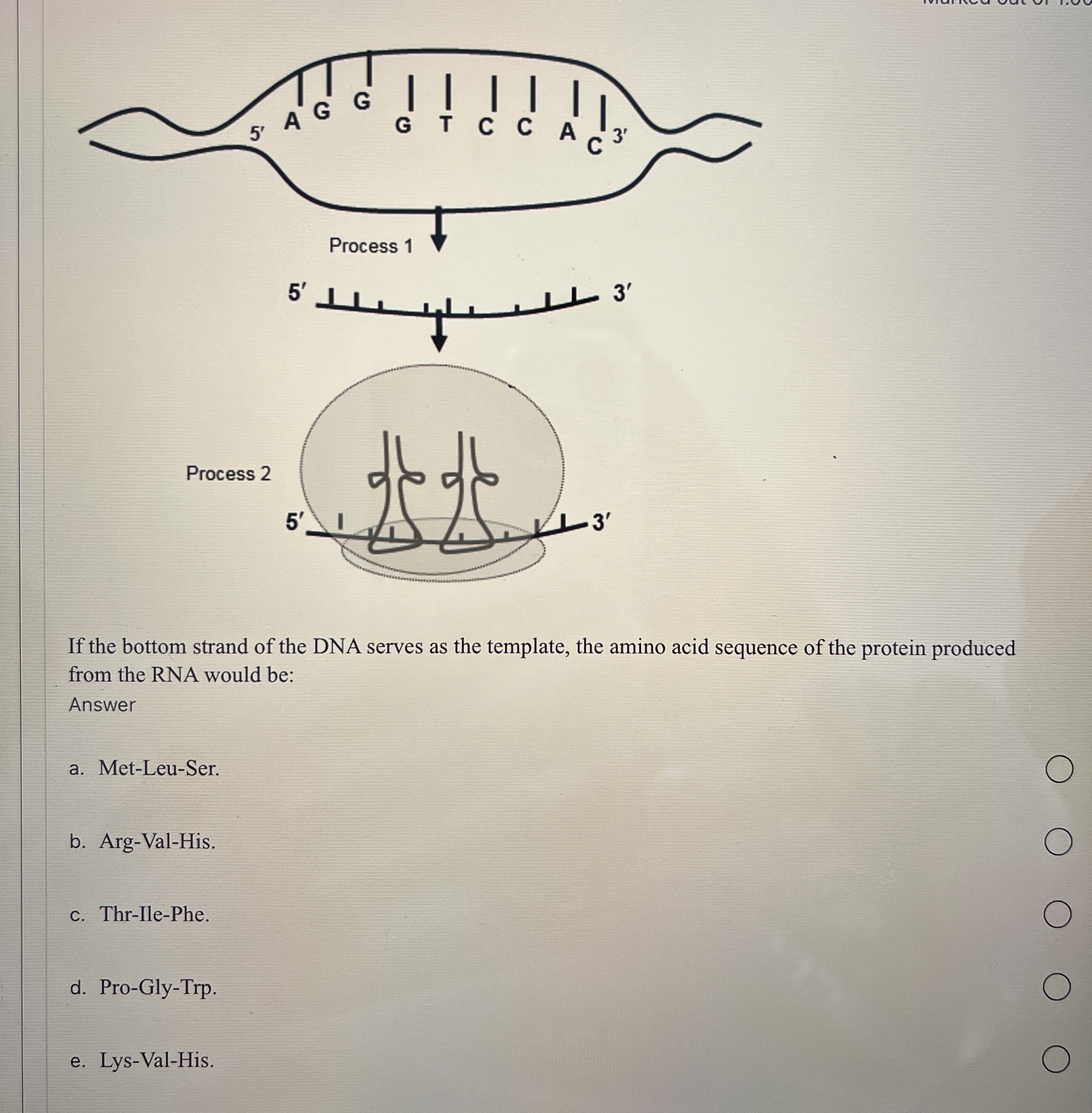 3'If the bottom strand of the DNA