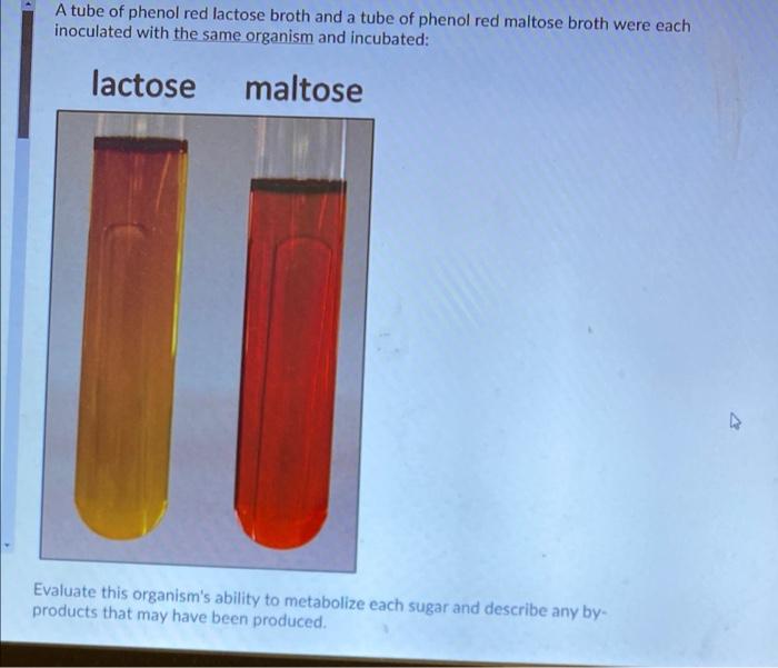 Solved A tube of phenol red lactose broth and a tube of