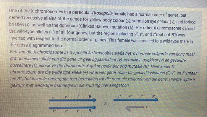 Solved One of the X chromosomes in a particular Drosophila | Chegg.com