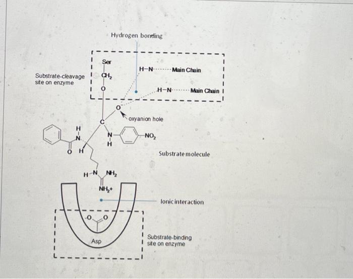 Solved Draw the substrates and products of the reaction | Chegg.com