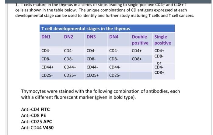 cells mature in the thymus in a series of steps | Chegg.com