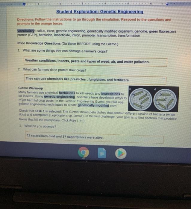 Student Exploration Genetic Engineering Directions Chegg Com