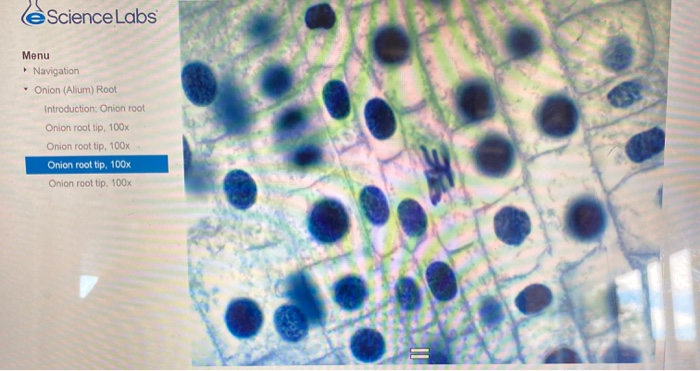 experiment 1 observation of mitosis in a plant cell