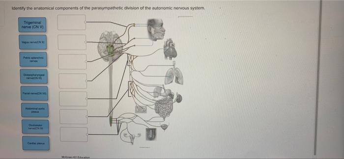 Solved Identify the anatomical components of the | Chegg.com
