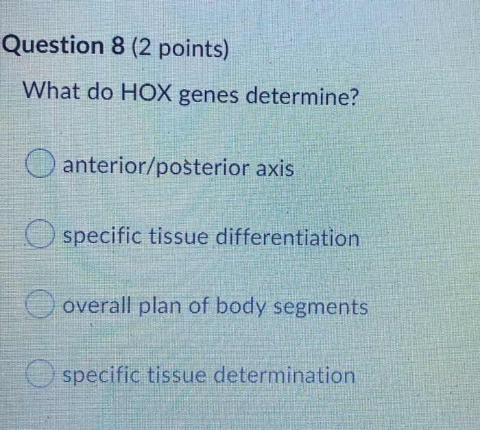 Solved Question 8 (2 points) What do HOX genes determine? O | Chegg.com