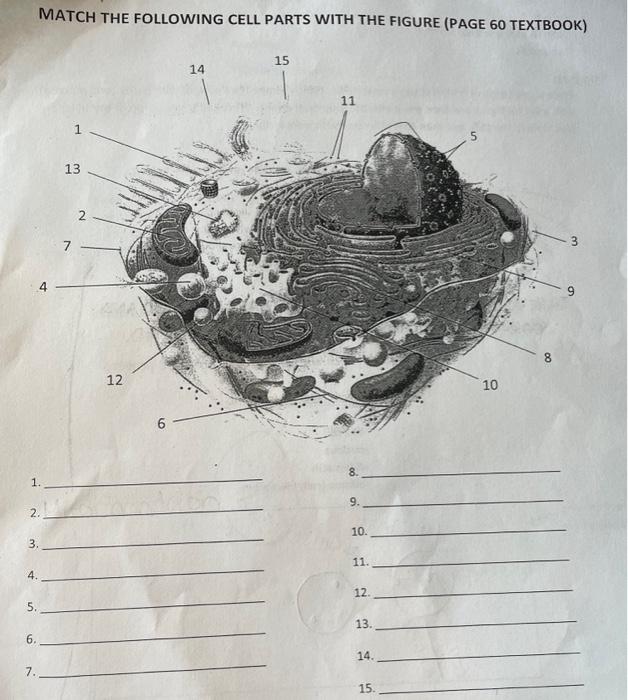 Solved 1. 2. 3. 4. 5. MATCH THE FOLLOWING CELL PARTS WITH | Chegg.com