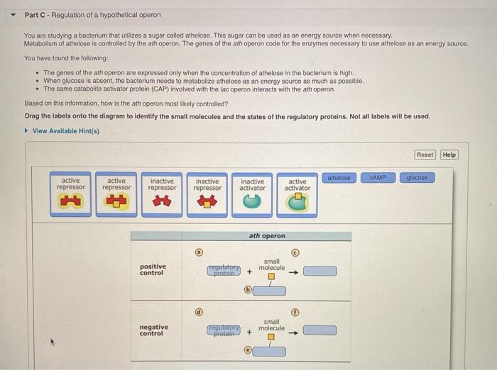 solved-part-c-regulation-of-a-hypothetical-operon-you-are-chegg