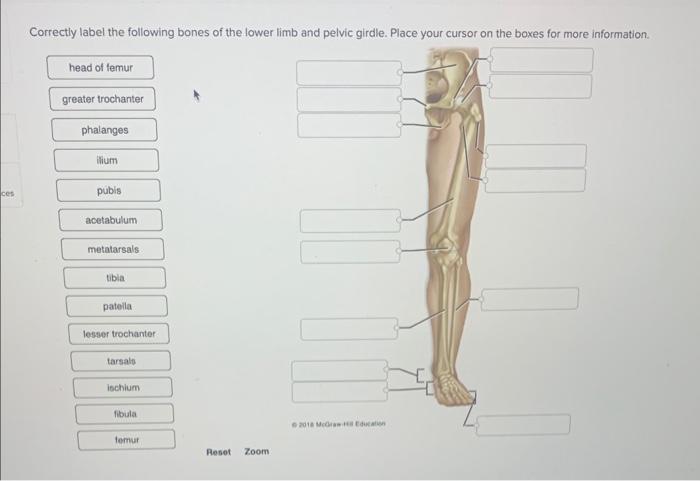 Solved START HERE Bones of the Pelvic Girdle and Lower Limb