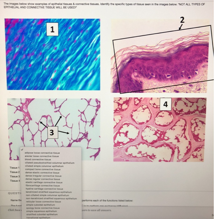Solved The Images Below Show Examples Of Epithelial Tissu