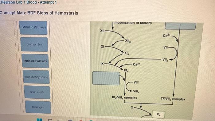 Concept Map: BDF Steps of Hemostasis