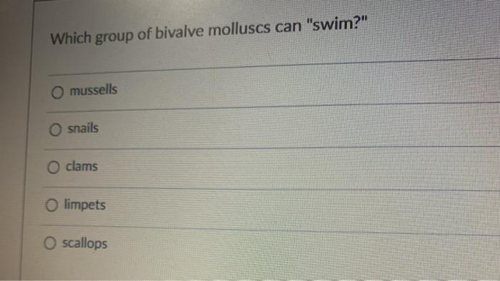Which group of bivalve molluscs can swim? mussells O snails O clams O limpets O scallops