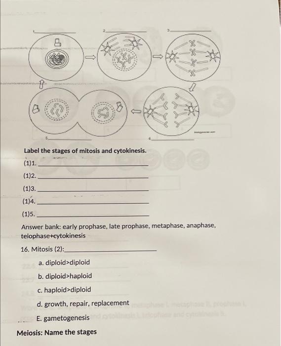 Solved cm 0 2 8 Label the stages of mitosis and cytokinesis. | Chegg ...