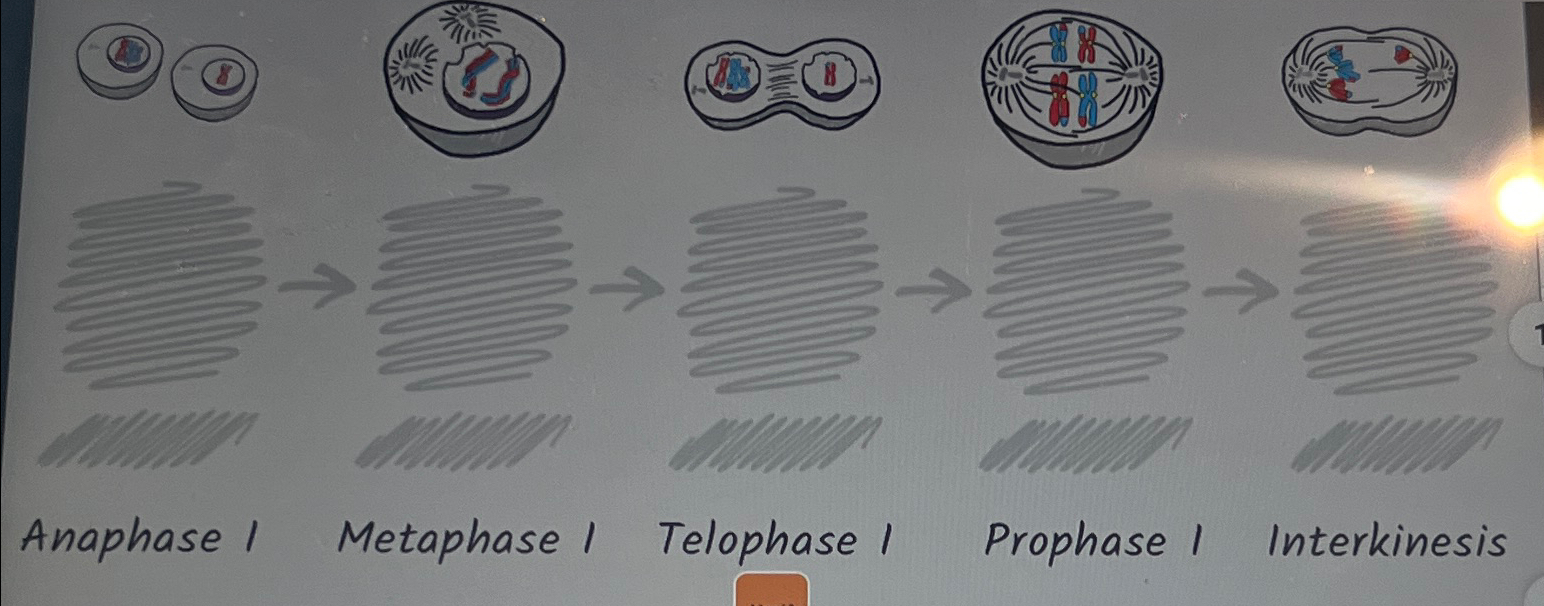 Solved Anaphase I Metaphase I Telophase I Prophase I | Chegg.com