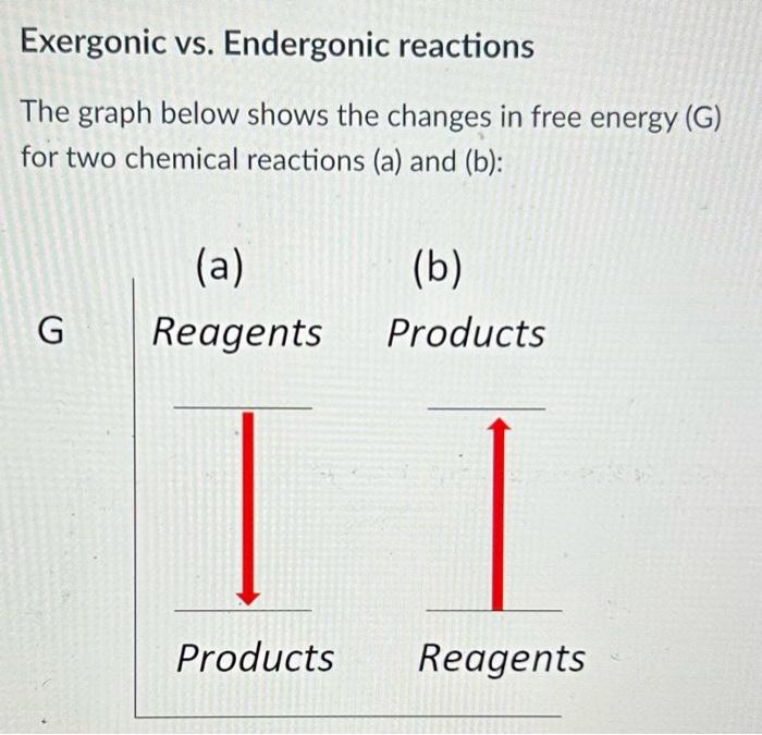 Solved Exergonic Vs Endergonic Reactions The Graph Below