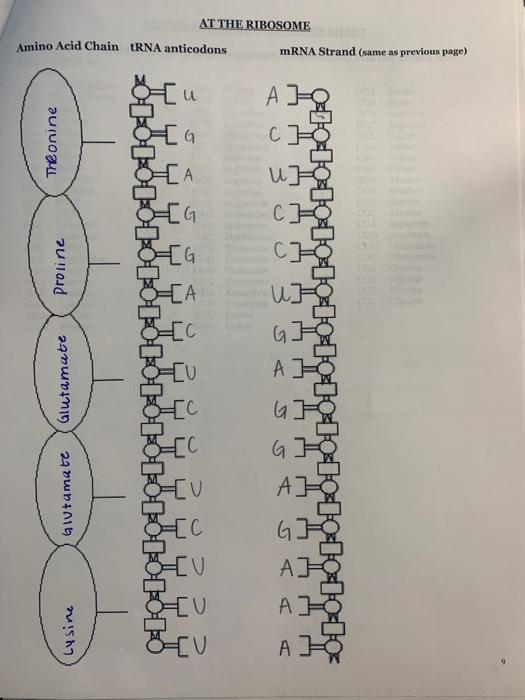 Solved 6. Point mutations: a point mutation is caused by a | Chegg.com