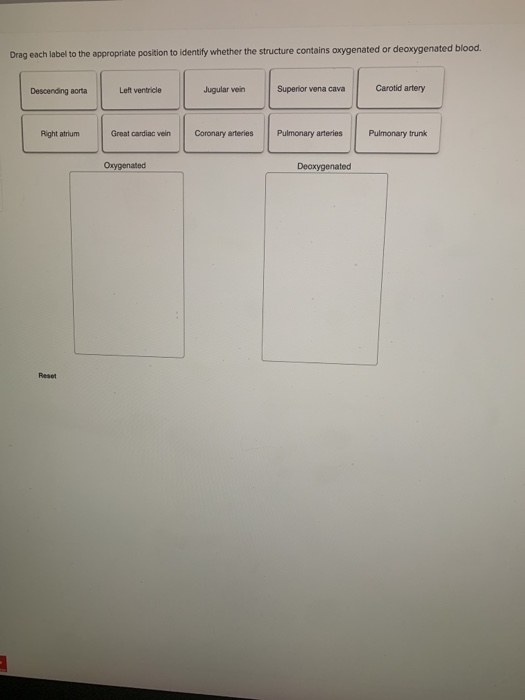 Solved Drag Each Label To The Appropriate Position To Ide