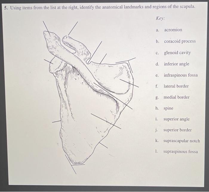 5. Using items from the list at the right, identify the anatomical landmarks and regions of the scapula. Key: a. acromion b.