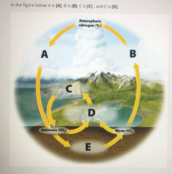 Solved In the figure below Als [A]; B is (B); C is [C]; and | Chegg.com