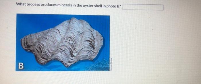 Solved What Process Produces Minerals In The Oyster Shell In | Chegg.com