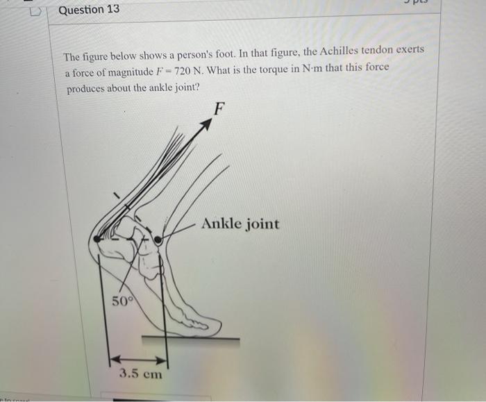 Solved Question 13 The figure below shows a person's foot. | Chegg.com