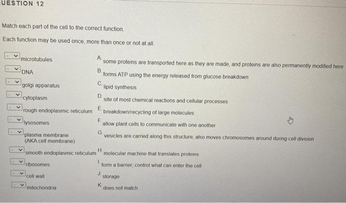 Solved Match each part of the cell to the correct function. | Chegg.com