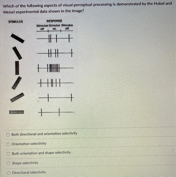 Solved Which of the following aspects of visual perceptual | Chegg.com