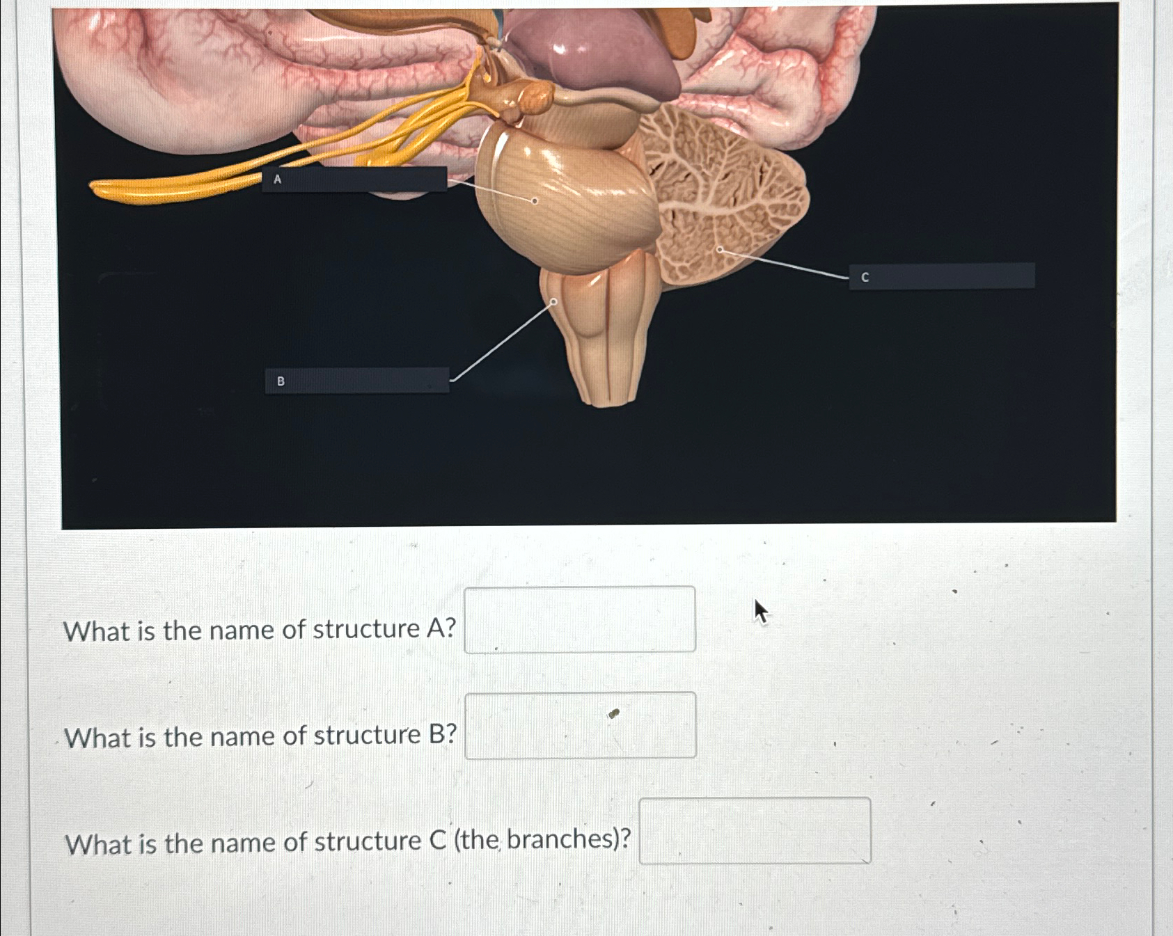 Solved What is the name of structure A ?What is the name of | Chegg.com