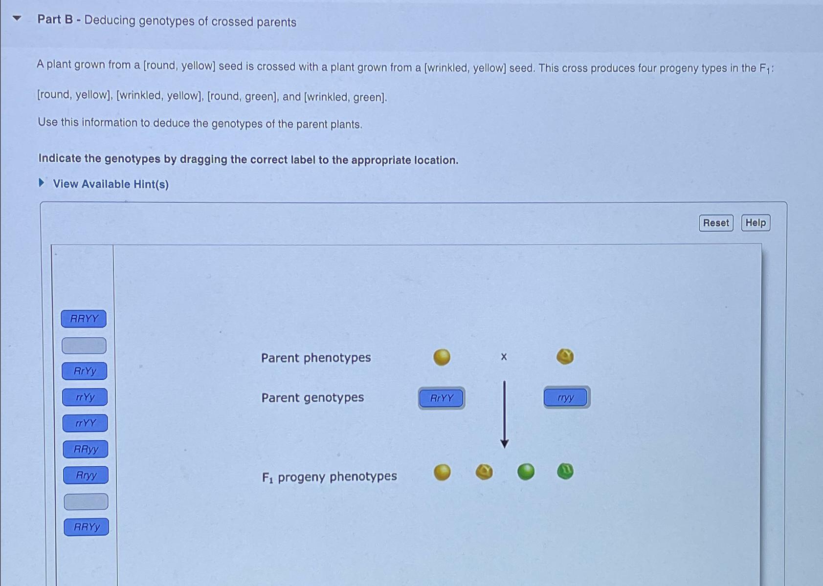 Solved Part B - ﻿Deducing Genotypes Of Crossed ParentsA | Chegg.com