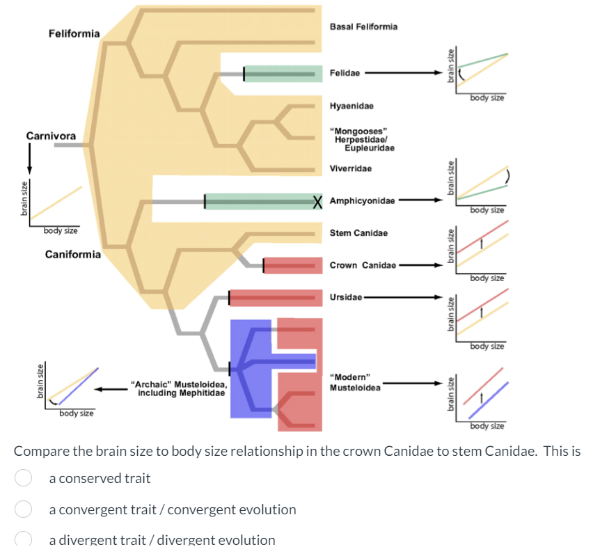 Solved Compare the brain size to body size relationship in | Chegg.com
