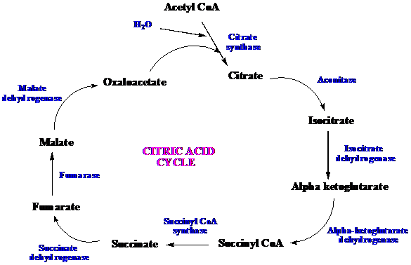 Solved: Refer to the diagram of the citric acid cycle to answer ...