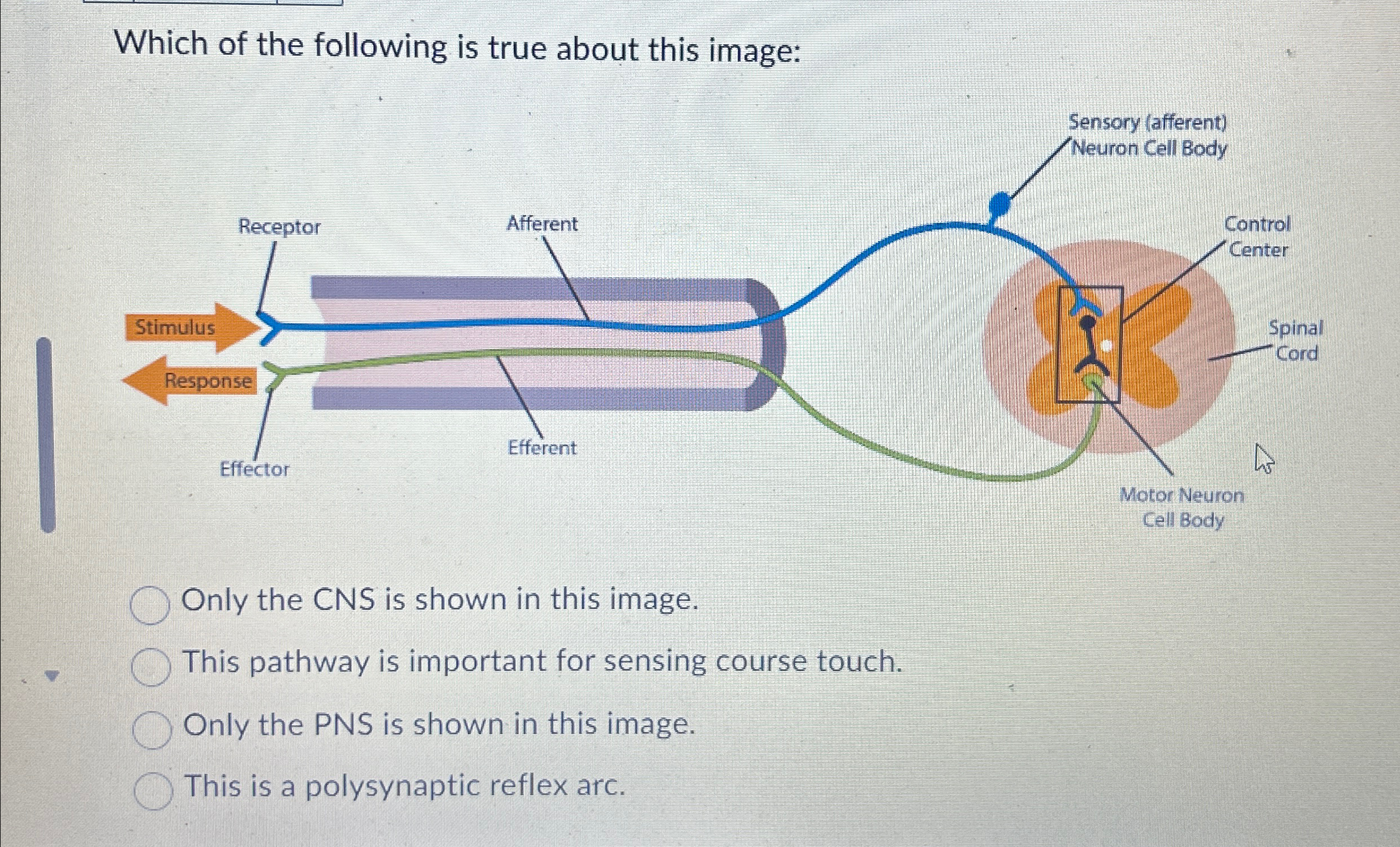 Solved Which of the following is true about this image:Only | Chegg.com