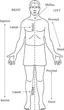 definition of anatomical position and terminology chegg com definition of anatomical position and